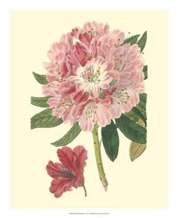 Pink Rhododendron by George Edwards art print