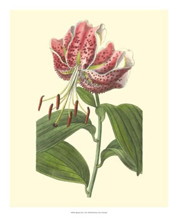 Japanese Lily by George Edwards art print