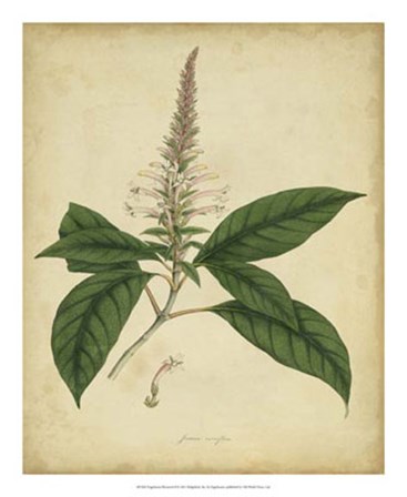 Botanical II by Engelmann art print