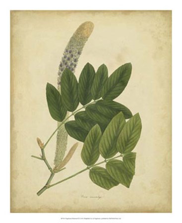 Botanical III by Engelmann art print