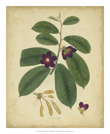 Botanical IV by Engelmann art print