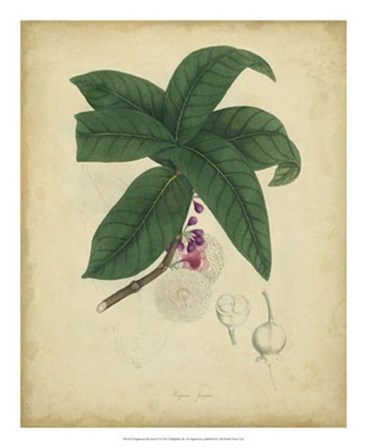 Botanical V by Engelmann art print