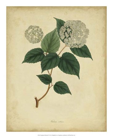 Botanical VI by Engelmann art print