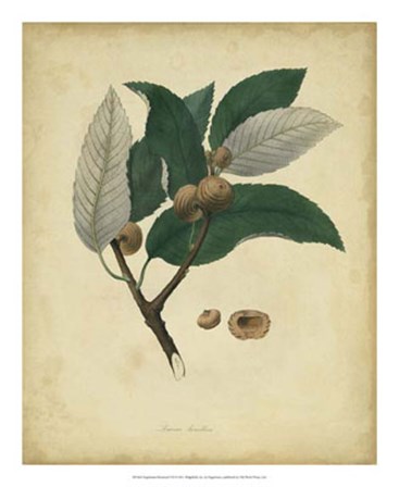 Botanical VIII by Engelmann art print