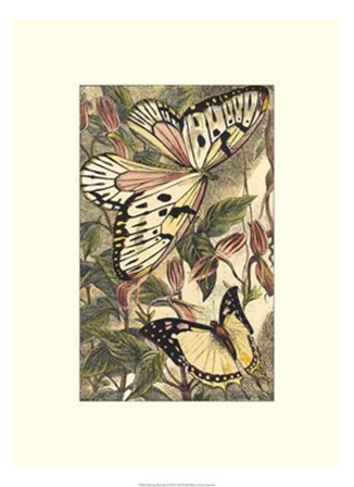 Dancing Butterfly II art print