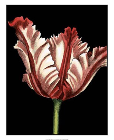 Vibrant Tulips II by Ethan Harper art print