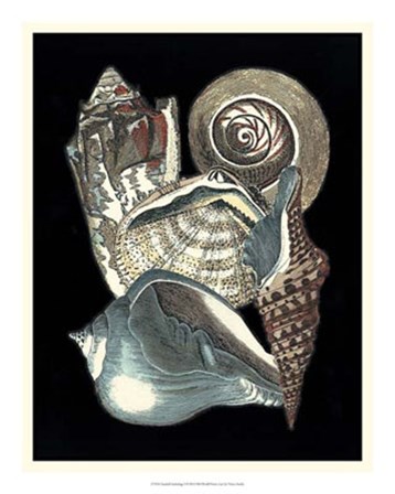 Seashell Anthology I by Vision Studio art print