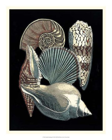 Seashell Anthology II by Vision Studio art print