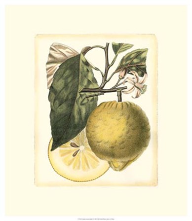 French Lemon Study I by A. Risso art print