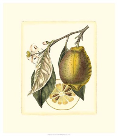 French Lemon Study II by A. Risso art print