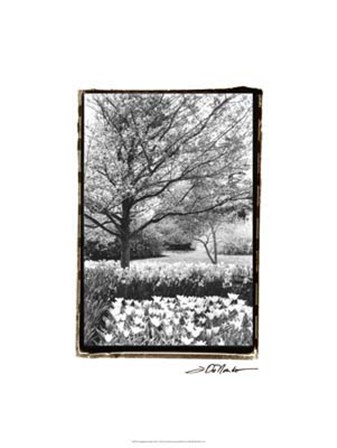 Springtime Garden III by Laura Denardo art print