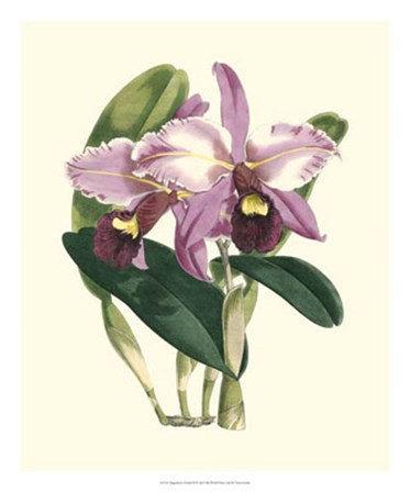 Magnificent Orchid III by Vision Studio art print