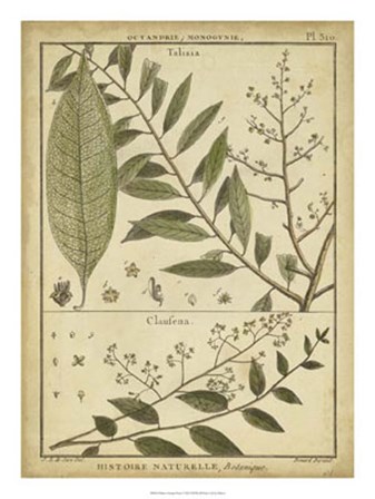 Antique Ferns I by Denis Diderot art print