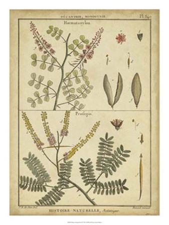 Antique Ferns II by Denis Diderot art print