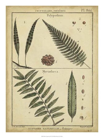 Antique Ferns III by Denis Diderot art print