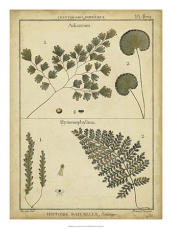 Antique Ferns IV by Denis Diderot art print