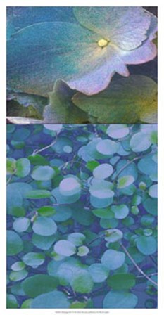 Hydrangea Mix I by Ricki Mountain art print