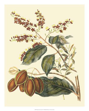 Foliage, Flowers &amp; Fruit III by Vision Studio art print