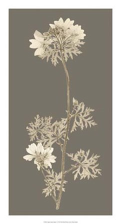Taupe Nature Study II by Vision Studio art print