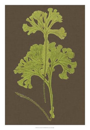 Ferns on Linen II by Vision Studio art print