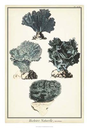 Coral Species I by Vision Studio art print