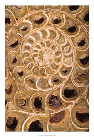 Ammonite I by Vision Studio art print