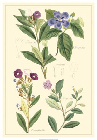 Botanical I by Dr. David Dietrich art print