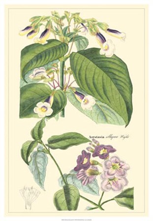 Botanical II by Dr. David Dietrich art print
