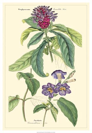 Botanical III by Dr. David Dietrich art print