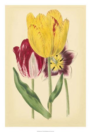 Tulip Array I by Vision Studio art print