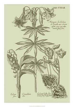 Garden of Flora IV by Vision Studio art print