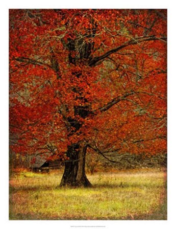 Autumn Oak II by Danny Head art print