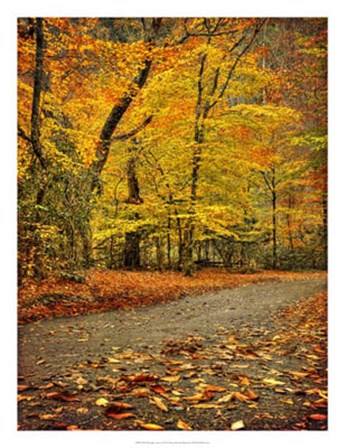 Path through Autumn by Danny Head art print