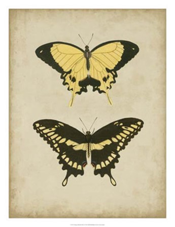 Antique Butterfly Pair I by Vision Studio art print