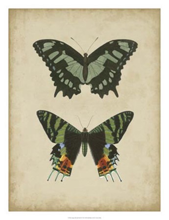 Antique Butterfly Pair II by Vision Studio art print
