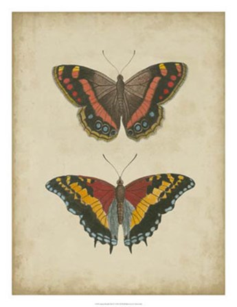 Antique Butterfly Pair IV by Vision Studio art print