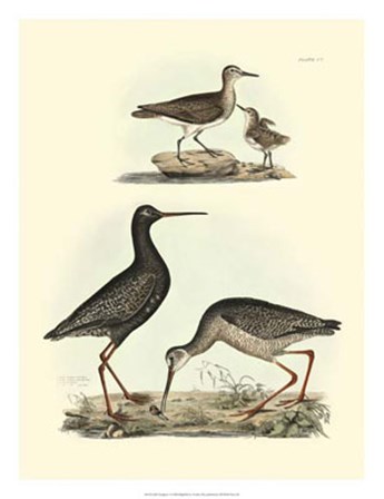 Sandpipers I by John Selby art print