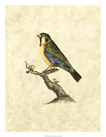 Birds II by John Selby art print