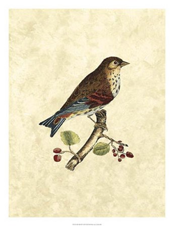 Birds III by John Selby art print