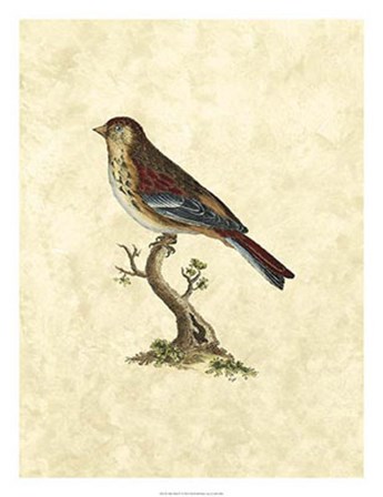 Birds IV by John Selby art print