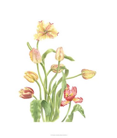 Tulip Spray II by Pamela Shirley art print