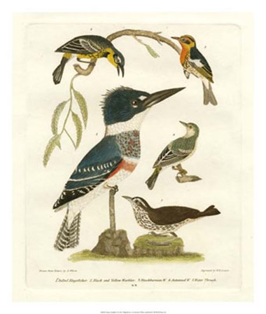 Antique Kingfisher I by Alexander Wilson art print