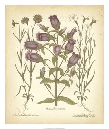 Tinted Besler Botanical II by Basilius Besler art print
