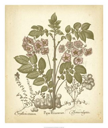Tinted Besler Botanical III by Basilius Besler art print