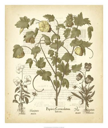 Tinted Besler Botanical IV by Basilius Besler art print