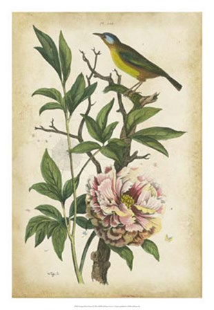 Antique Bird in Nature II by Therese Guerin art print