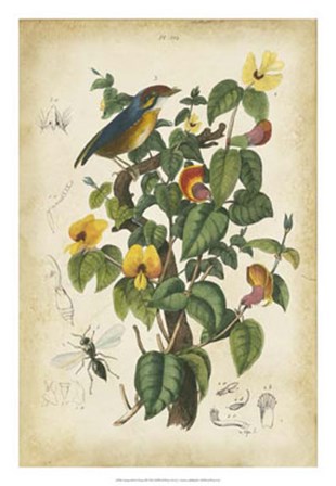 Antique Bird in Nature III by Therese Guerin art print