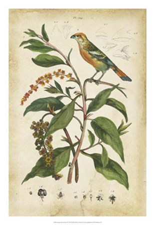 Antique Bird in Nature IV by Therese Guerin art print