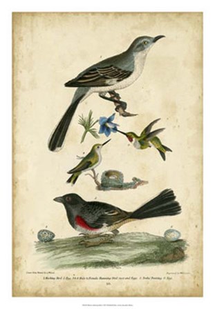 Wilson&#39;s Mockingbird by Alexander Wilson art print