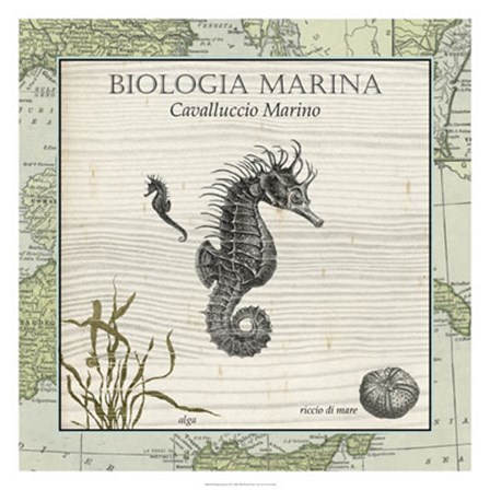Biologia Marina III by Vision Studio art print